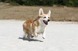 CORGI PEMBROKE 211